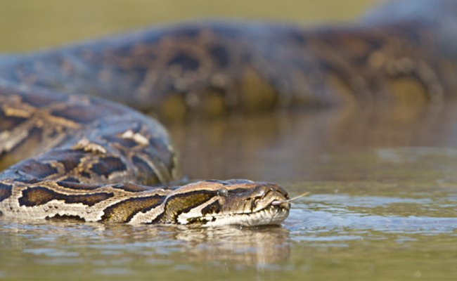 अजगर ने 5 साल के बच्चे पर किया हमला, जकड़ लिए पैर, घसीटकर स्विमिंग पूल में लगा दी छलांग और फिर...