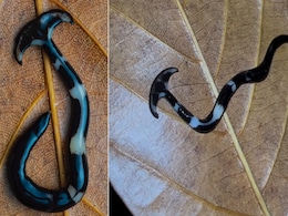 Video: कभी देखा है हैमरहेड शार्क की तरह दिखने वाला ऐसा अजीबोगरीब जीव, नहीं होगा आंखों पर यकीन Video: कभी देखा है हैमरहेड शार्क की तरह दिखने वाला ऐसा अजीबोगरीब जीव, नहीं होगा आंखों पर यकीन