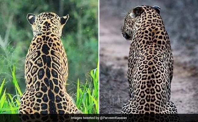 IFS Officer's Intriguing Quiz On Leopard And Jaguar. How Twitter Answered