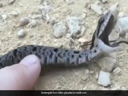 Watch: Snake's Dramatic Fake Death Leaves Internet In Splits, Called A ''Drama Queen'' Watch: Snake's Dramatic Fake Death Leaves Internet In Splits, Called A ''Drama Queen''