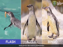 Mumbai Civic Body Christens Three Penguin Chicks At Byculla Zoo Mumbai Civic Body Christens Three Penguin Chicks At Byculla Zoo