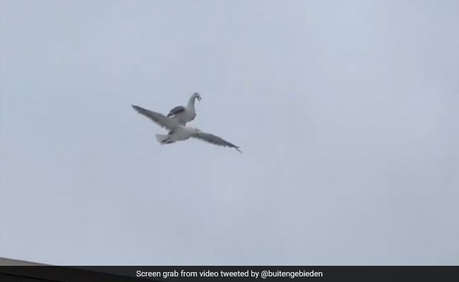 Seagull Did Not Want To Fly So Used This Stunt. Old Video Goes Viral