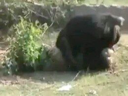 भालू ने एक के बाद 3 लोगों पर किया हमला, नोच डाला मुंह, कमजोर दिल वाले न देखें VIDEO भालू ने एक के बाद 3 लोगों पर किया हमला, नोच डाला मुंह, कमजोर दिल वाले न देखें VIDEO