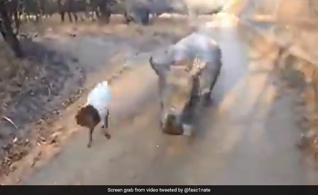 Video Of Baby Rhino Jumping And Skipping Like Its Goat Friend Melts Hearts On Internet