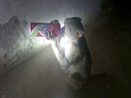 Video: Beer-Guzzling Monkey Is A Menace For Liquor Shops In UP Town Video: Beer-Guzzling Monkey Is A Menace For Liquor Shops In UP Town