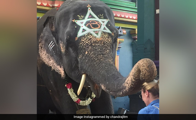 Elephant Lakshmi, At Puducherry's Famous Manakula Vinayakar Temple, Dies Of Cardiac Arrest