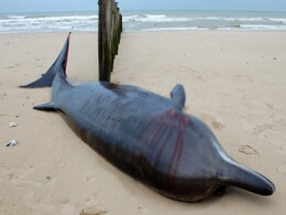 Wounded Whale Washes Ashore, Not Possible To Lift Her Back Into Water Wounded Whale Washes Ashore, Not Possible To Lift Her Back Into Water