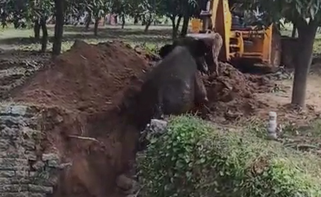 Watch: Elephant Fell Into Well In Andhra. How It Was Rescued