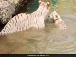 Watch: 2-Month-Old White Tiger Singham Released In Chhattisgarh Zoo Watch: 2-Month-Old White Tiger Singham Released In Chhattisgarh Zoo