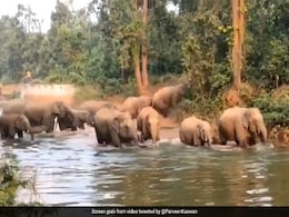 हाथियों का झुंड मस्ती से नहा रहा था, पानी में एकसाथ एन्जॉय किया फैमिली टाइम - देखें मज़ेदार Video हाथियों का झुंड मस्ती से नहा रहा था, पानी में एकसाथ एन्जॉय किया फैमिली टाइम - देखें मज़ेदार Video