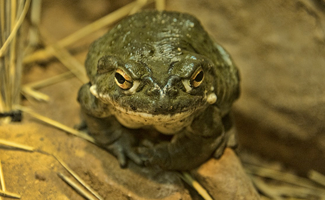 US National Park Service Tells Visitors To Stop Licking Toads To Get High