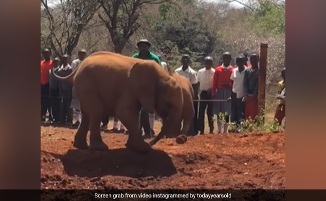 Video Of Baby Elephant Stepping On Its Own Trunk Goes Viral