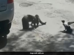 Viral Video: Two Cats Were In A Stand-Off. A Crow Started Their Fight Viral Video: Two Cats Were In A Stand-Off. A Crow Started Their Fight