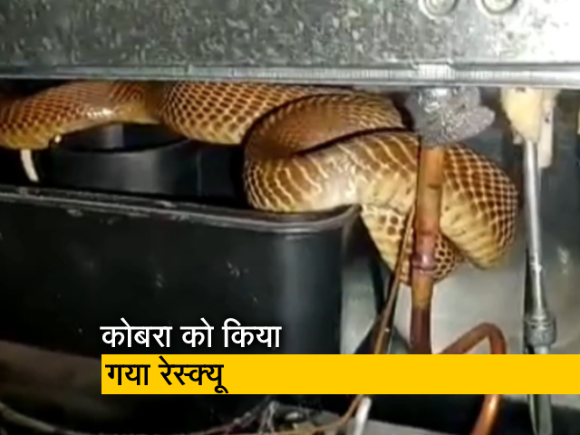 Video: रेफ्रीजिरेटर से बाहर आया कोबरा, कंप्रेसर के चारों ओर लिपटा