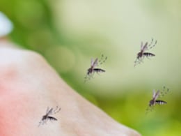 Natural Mosquito Repellent Spray: घर पर इन चीजों से बनाएं नेचुरल स्प्रे, काटना तो दूर आसपास भी नहीं फटकेंगे मच्छर Natural Mosquito Repellent Spray: घर पर इन चीजों से बनाएं नेचुरल स्प्रे, काटना तो दूर आसपास भी नहीं फटकेंगे मच्छर