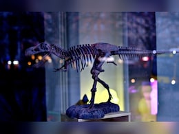 Scientists Discover New Dinosaur With Crocodile Bone In Mouth From Argentina