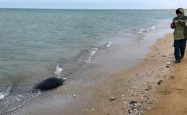 Over 130 Seals Found Dead On Caspian Beaches In Kazakhstan