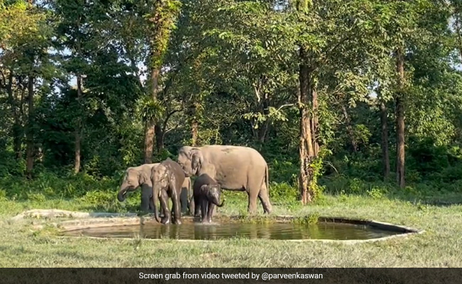 Viral Video: Herd Of Elephants Enjoying In An Artificial Waterhole