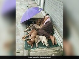 बेघर शख्स के साथ सड़क किनारे छोटी सी चादर पर सोते दिखे आवारा कुत्ते, वायरल तस्वीर देख पसीजा लोगों का दिल बेघर शख्स के साथ सड़क किनारे छोटी सी चादर पर सोते दिखे आवारा कुत्ते, वायरल तस्वीर देख पसीजा लोगों का दिल