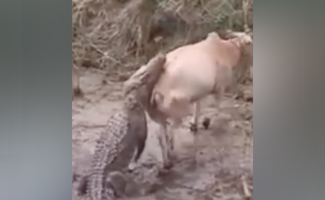 Video:गाय को अपना शिकार बनाने की फिराक में था मगरमच्छ, अगले ही पल पलट गई बाजी
