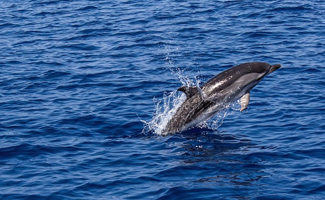 मछुआरा जाल में फंसी डॉल्फिन को घर ले जाकर खा गया, मुकदमा दर्ज