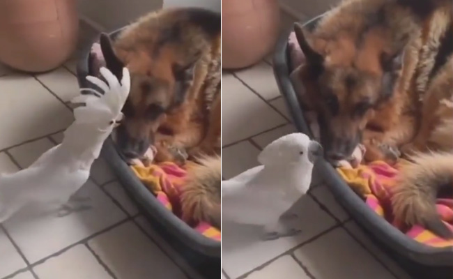 'संगत का तगड़ा असर' कुत्ते की तरह भौंकता नजर आया तोता, यकीन न हो तो देख लो Video