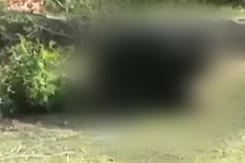 On Camera: Bear Attack In Tamil Nadu Forest Area Leaves 3 Injured On Camera: Bear Attack In Tamil Nadu Forest Area Leaves 3 Injured