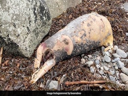 समुद्र किनारे मिला सिर कटा रहस्यमयी जीव, लोगों के उड़े होश, किसी ने कहा सील, तो किसी ने बताया सुअर! समुद्र किनारे मिला सिर कटा रहस्यमयी जीव, लोगों के उड़े होश, किसी ने कहा सील, तो किसी ने बताया सुअर!
