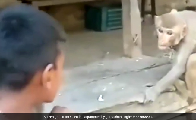 बंदर को छेड़ रहा था लड़का, छलांग मारकर ऊपर कूदा बंदर, फिर ऐसे सिखाया सबक, देखकर रोक नहीं पाएंगे हंसी