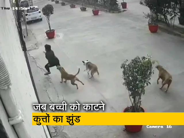 गाजियाबाद में 11 साल की बच्ची को काटने के लिए दौड़े कुत्ते, फिर ऐसे बची जान