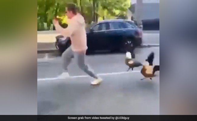 Watch: Goose Attacks Man As He Tries To Play With Its Babies