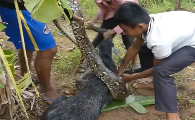 मासूम बकरी को निगलने जा रहा था अजगर, बच्चों ने बचा ली जान, लोगों ने कहा- आप सभी हो महान