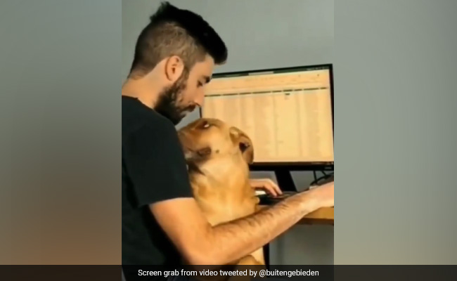 Watch: Dog Demanding Attention While Human Works From Home Will Melt Your Heart