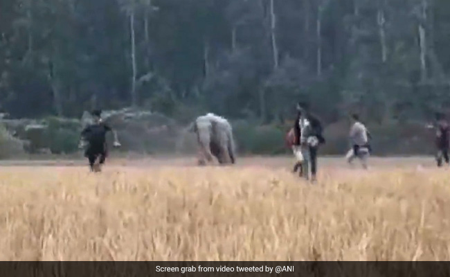 Watch: Wild Elephant Chases Off People In Field In Assam