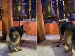 मंदिर में घंटा बजाते डॉगी ने लगाई अपनी हाजिरी, तेजी से वायरल हो रहा VIDEO मंदिर में घंटा बजाते डॉगी ने लगाई अपनी हाजिरी, तेजी से वायरल हो रहा VIDEO