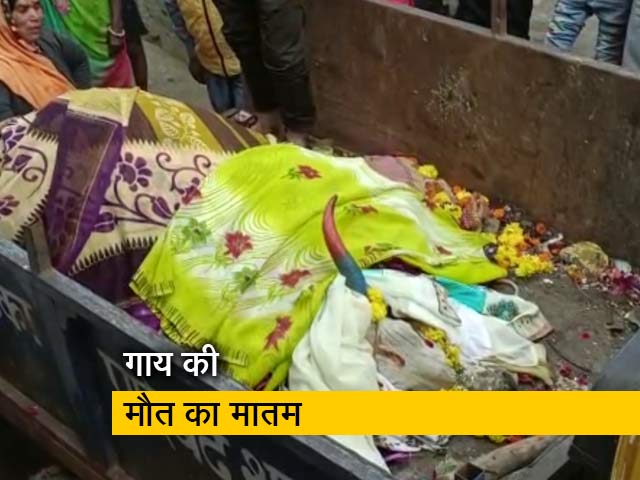 मध्‍य प्रदेश : बैंड-बाजे से निकाली गई गाय की अंतिम यात्रा, लोगों ने ओढ़ाईं 100 से ज्‍यादा साड़ियां