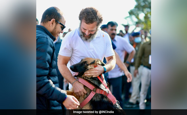 "Anything's Paw-Sible": How Gwalior's 'Marvel' Joined Rahul Gandhi's <i>Yatra</i>