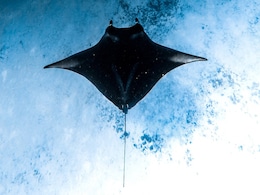 Manta Ray, Secret US Undersea Drone, Spotted On Google Maps, Later Removed Manta Ray, Secret US Undersea Drone, Spotted On Google Maps, Later Removed