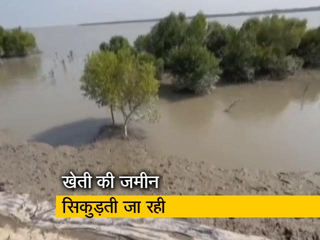 संकट में मैंग्रोव जंगलों का डेल्टा, जमीन की कटाई से किसान परेशान