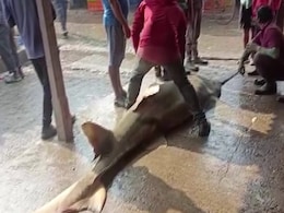 VIRAL: मछुआरे के हाथ लगी 550 किलो की ऐसी दुर्लभ मछली, कीमत जानकर उड़ जाएंगे होश VIRAL: मछुआरे के हाथ लगी 550 किलो की ऐसी दुर्लभ मछली, कीमत जानकर उड़ जाएंगे होश