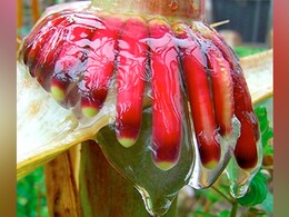 Special Corn Variety From Mexico May Reduce Use Of Fertilisers