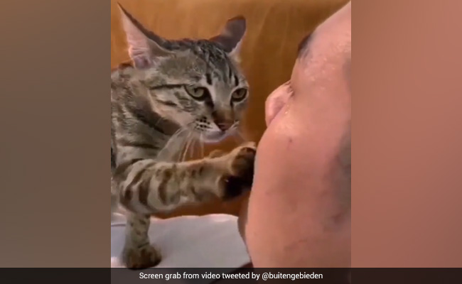 Viral Video: Cat Trying To Comfort Crying Owner Is The Sweetest Thing Ever