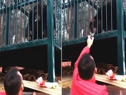 शराबी बंदर के बाद चरसी चिम्पैंजी के Video ने सोशल मीडिया पर मचाई खलबली शराबी बंदर के बाद चरसी चिम्पैंजी के Video ने सोशल मीडिया पर मचाई खलबली