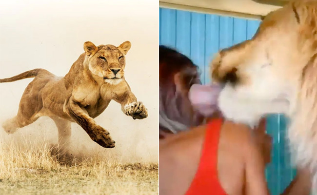 VIDEO: पर्यटकों से खचाखच भरी सफारी गाड़ी में घुसी गुस्सैली शेरनी, डर के मारे लोगों के छूटे पसीने