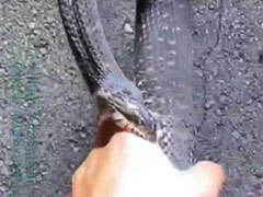 VIDEO: सांप को बेवजह तंग कर रहा था शख्स, गुस्से में किया ऐसा हाल, देखकर हो जएगी हालत खराब