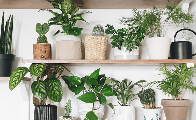 These 7 Beautiful Indoor Plants Will Add An Earthy Vibe To Your Winter Home Decor This Season