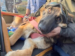 Watch: German Shepherd On Bike Tour To Join Rahul Gandhi's Yatra Watch: German Shepherd On Bike Tour To Join Rahul Gandhi's Yatra