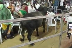 Watch: Bull Disrupts Congress's Gujarat Rally, Ashok Gehlot Blames BJP Watch: Bull Disrupts Congress's Gujarat Rally, Ashok Gehlot Blames BJP