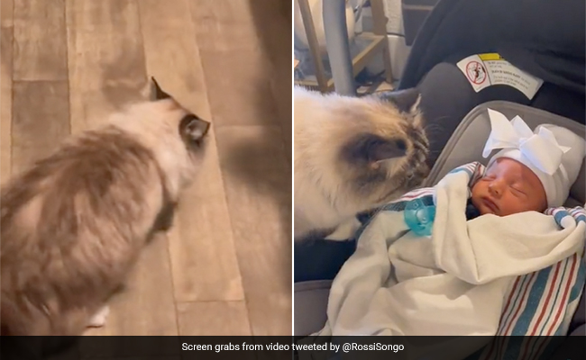 Viral Video: Cat's Dramatic Reaction To Smelling A Newborn Baby Will Amuse You