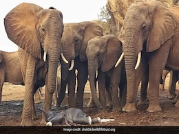 हथिनी पहले बच्चे को दे रही थी जन्म, मदद के लिए इकट्ठा हो गए कई हाथी, झुंड बनाकर किया कुछ ऐसा... हथिनी पहले बच्चे को दे रही थी जन्म, मदद के लिए इकट्ठा हो गए कई हाथी, झुंड बनाकर किया कुछ ऐसा...